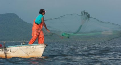 WWF y fundación Bezos Earth Fund anuncian restauración de manglares en México