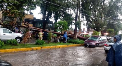 Edomex: Fuertes lluvias provocan desbordamientos, inundaciones y árboles caídos