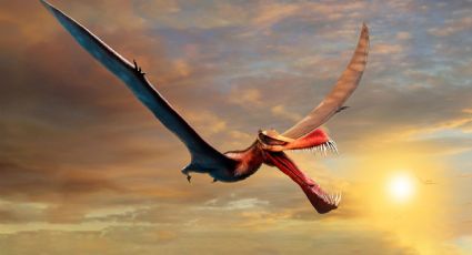 ¿Un dragón real? descubren fósil de dinosaurio volador gigante en Australia