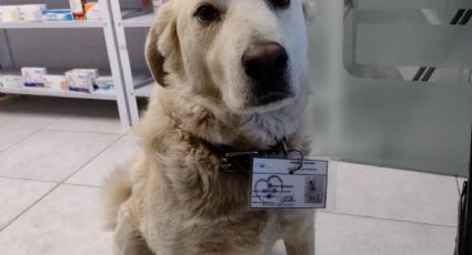 ¡Perrito trabajador! conoce al nuevo jefe de seguridad de esta farmacia