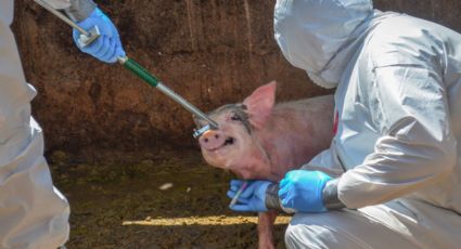 En alerta SADER para evitar entrada de Peste Porcina Africana a México