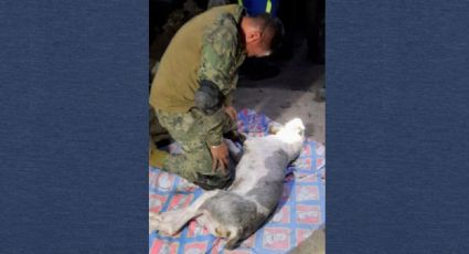 Cerro del Chiquihuite: Semar rescata a un perrito, pero muere minutos después