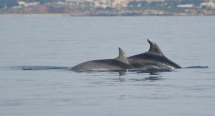 ¡Cacería descomunal! Video de la masiva matanza de delfines, una cruel tradición
