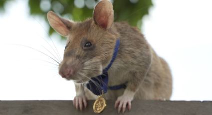 ¡Gracias por todo! Muere 'Magawa', la 'rata héroe' que salvaba vidas al encontrar minas explosivas