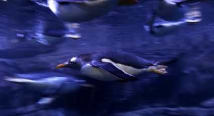 ¿Has visto comer a un pingüino? Una cámara revela cómo se alimenta