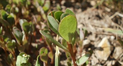 Verdolaga, una planta con muchos beneficios