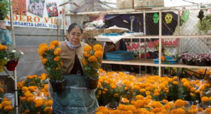 Día de Muertos 2022: Producción de flor de cempasúchil está garantizada