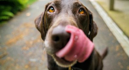 Fracturas, hemorragias y el sentido del gusto en nuestras mascotas