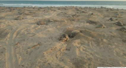 Arriban miles de ejemplares de tortuga golfina a santuario en Oaxaca