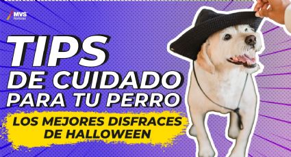 Tips de cuidado para tu perro y los mejores disfraces para Halloween