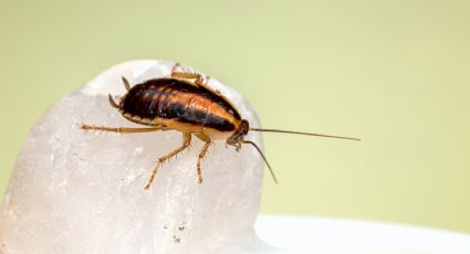 La cucaracha sin alas que se creía 'extinta'… reaparece ¡después de 80 años!: VIDEO