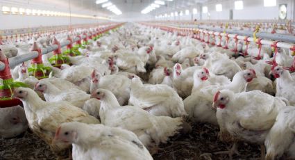 Gripe aviar H5N1 en México: todo lo que debes saber de esta infección altamente contagiosa