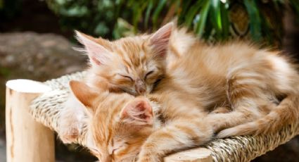 Hacer deducibles gastos veterinarios y cómo alejar a un grupo de gatos de casa