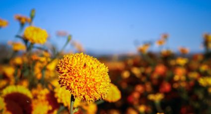 Flor de Cempasúchil: Conoce el tour en Atlixco Puebla