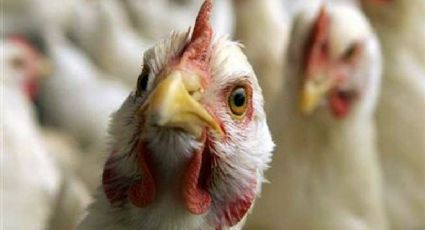 Influenza aviar AH5N1: Convoca SADER a proteger la producción avícola