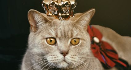 Cosas que necesita un gato para vivir como el 'rey de la casa'