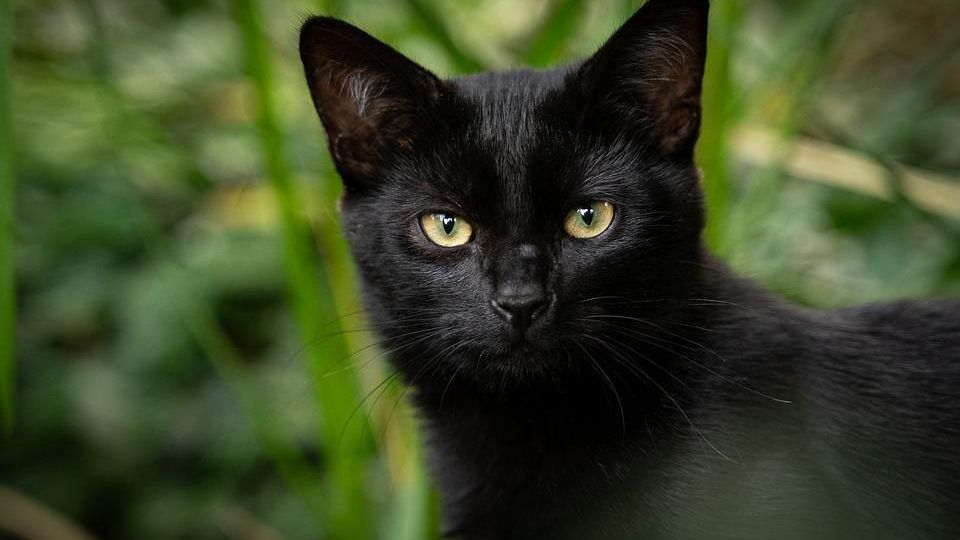 Gato negro / Ilustración