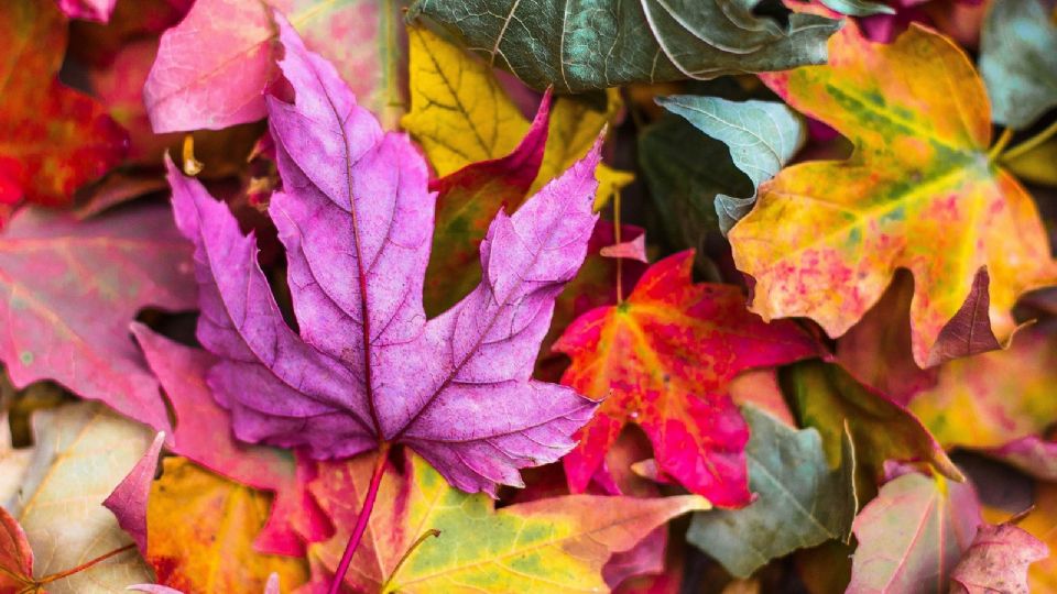 Esta temporada del año la naturaleza nos regala bellas flores.