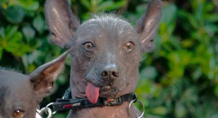 Xoloitzcuintle: De México para el mundo y otras curiosidades de la raza