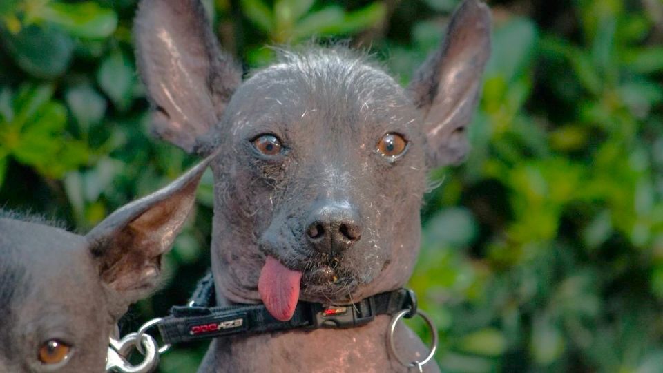 El Xoloitzcuincle, uno de los perros más queridos en México.