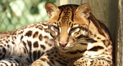 Ocelote: El cazador del continente americano