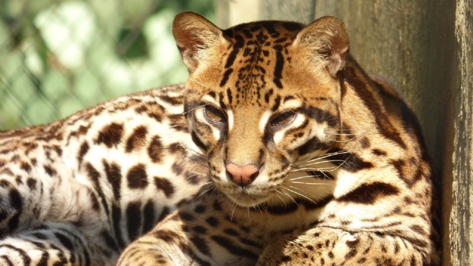 Ocelote: Un mamífero solitario.