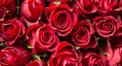 La rosa: Un ingrediente con propiedades calmantes y regeneradoras