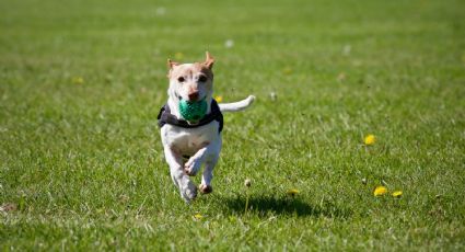 Lure Coursing o persigue al señuelo