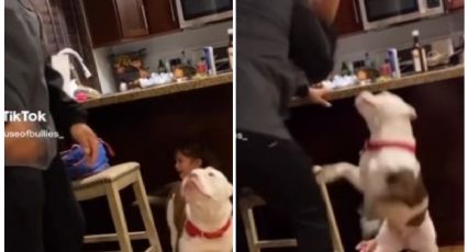 Pitbull defiende a una niña cuando su papá la regaña y enternece las redes: VIDEO