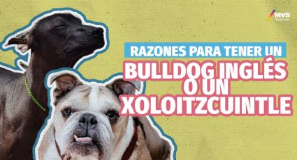 Bulldog Inglés y Xoloitzcuintle, cosas que debes saber