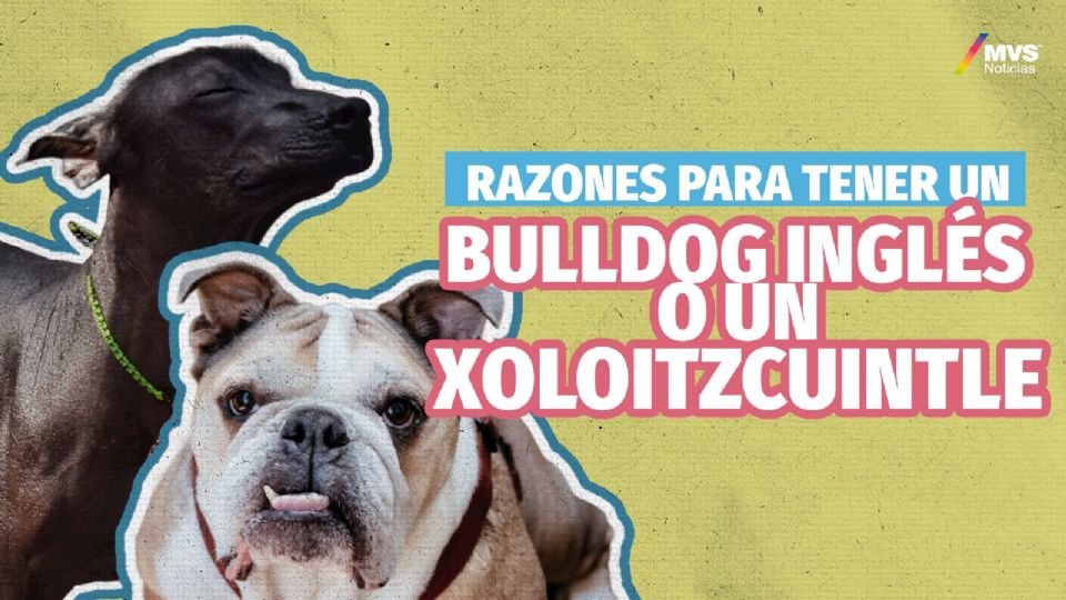 Bulldog Inglés y Xoloitzcuintle, cosas que debes saber