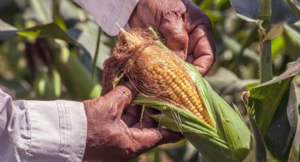 'Producción de maíz cayó 0.6% en lo que va del sexenio de AMLO'
