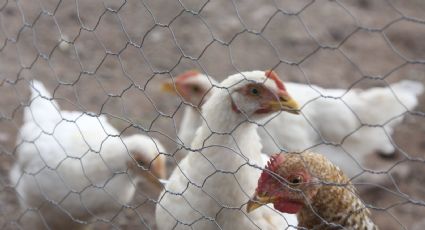 Alerta por influenza aviar AH5N1