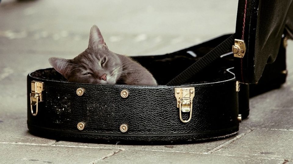 Incluso hay un artista que se llama Music for Cats, ideal para tu gato.