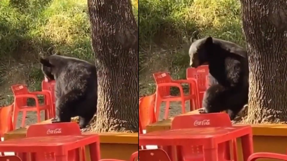 Aunque solo se estaba rascando, pensar que estaba 'perreando' fue más divertido.