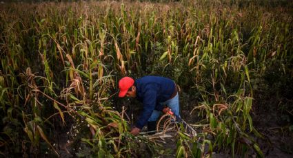Secretaría de Agricultura garantiza abasto de maíz y frijol en Diconsa, al cierre de 2022 e inicios de 2023