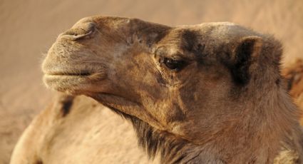 Gripe del Camello o MERS-CoV: La enfermedad que se está propagando en el Mundial de Qatar
