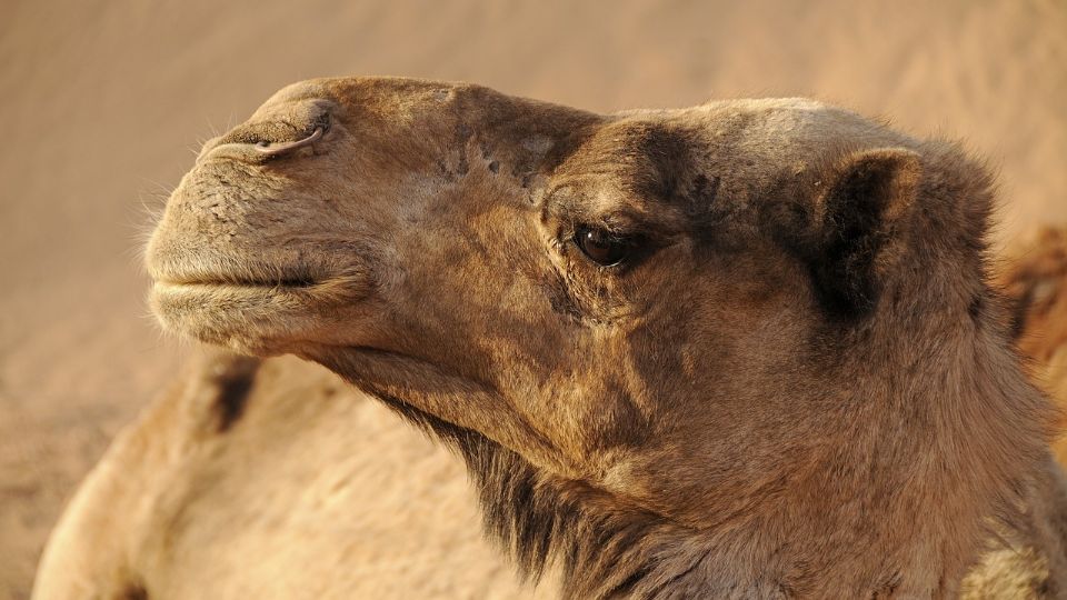 Gripe del Camello: La enfermedad que se está propagando por el Mundial de Qatar.