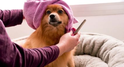 Peluquea correctamente a tu perro