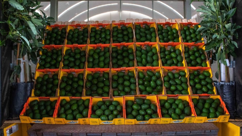 Exportaciones de aguacate un éxito