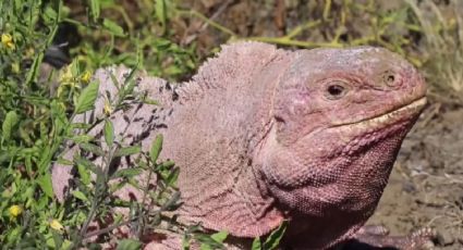 ¿Has visto iguanas rosadas? Son una especie única en el mundo y se acaban de salvar de la extinción