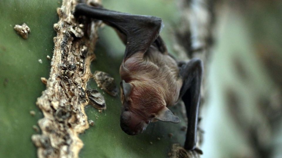 Dos niños fueron mordidos por un murciélago en Oaxaca.