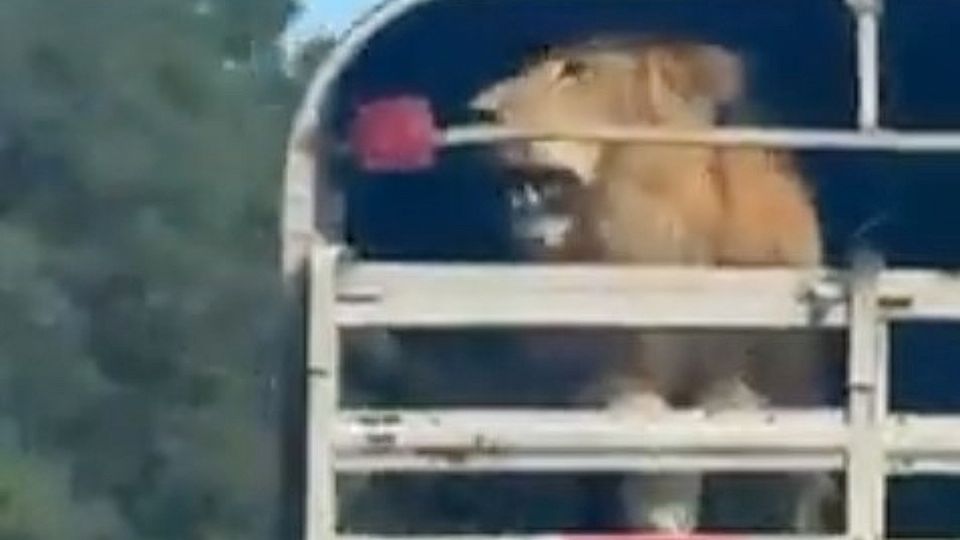 León en carretera de Toluca.