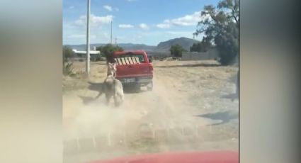 Denuncian maltrato animal a un burro en Hidalgo; gobernador pide aplicar la ley