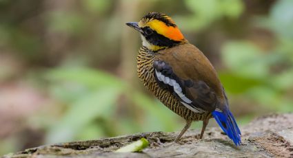 ¡Lluvia de aves! Cientos de pájaros caen del cielo sin explicación