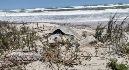 Esperan el arribo de miles de tortugas marinas a costas mexicanas