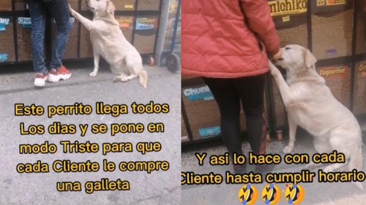 Perrito "se pone en modo triste” para que le compren una galleta y ya es viral en TikTok: VIDEO