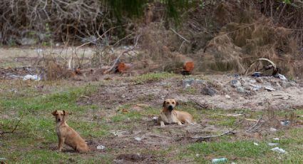 Edomex: Hallan más de 100 perros muertos en relleno sanitario de Amecameca