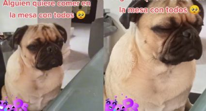 VIDEO: Perrito hace berrinche porque no lo dejan comer en la mesa y se hace viral en TikTok