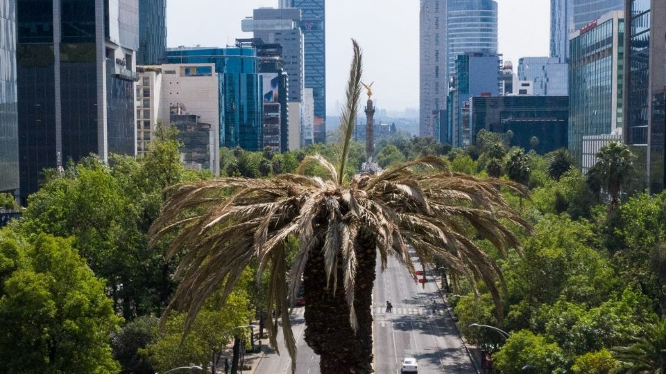 La icónica Palmera de la Glorieta de la Palma, no se pudo salvar pese a intervención de especialistas.